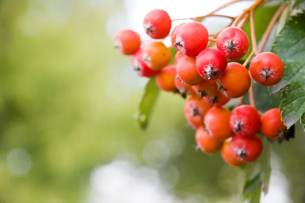 Рябиновые ягоды на дереве — стоковое фото