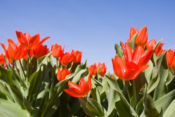 Flores de tulipán rojo en el parque — Foto de Stock