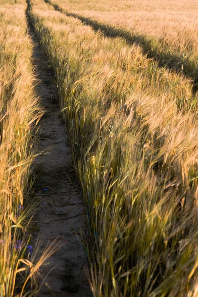 Tracks in wheat field — Stock Photo, Image