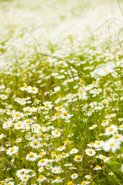 Kamillenfeld im Frühling — Stockfoto