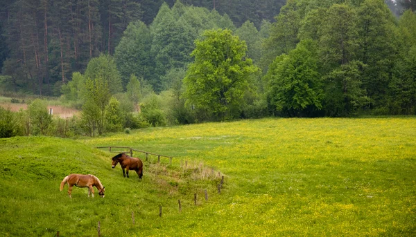 Dos caballos en el prado — Foto de Stock