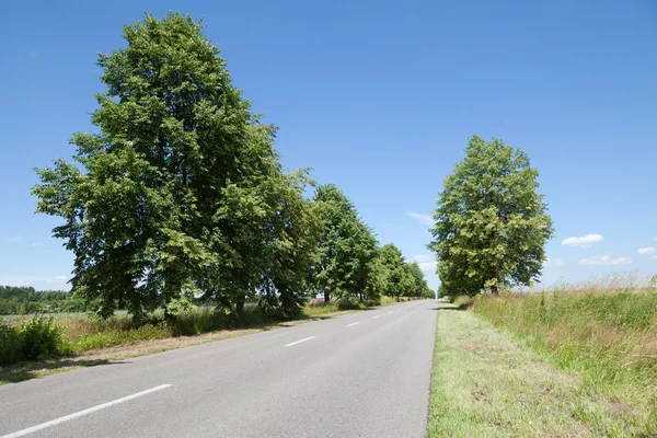 Estrada com árvores sobre o céu azul — Fotografia de Stock