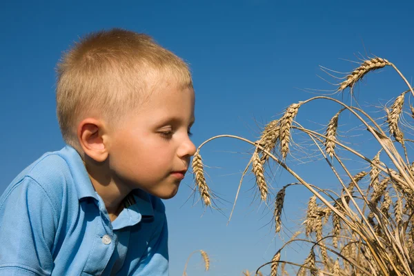 Хлопчик пахне пшеничними вухами — стокове фото