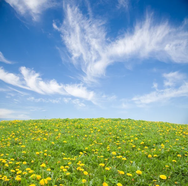 Zelené trávě s žluté pampelišky květiny proti modré obloze — Stock fotografie