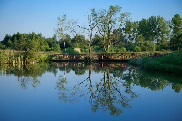 Bäume und Spiegelung im See — Stockfoto