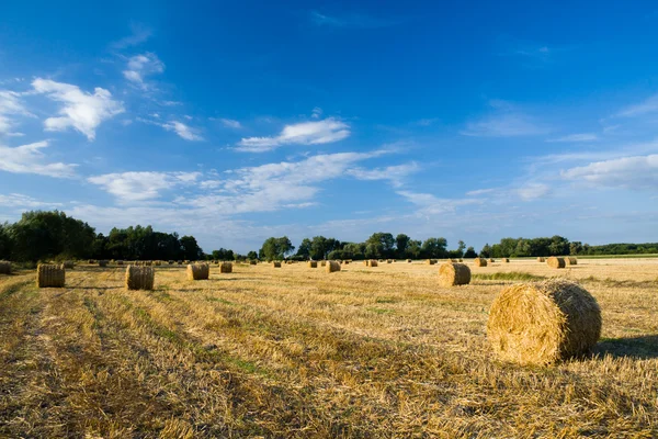 Золотые тюки сена на поле — стоковое фото