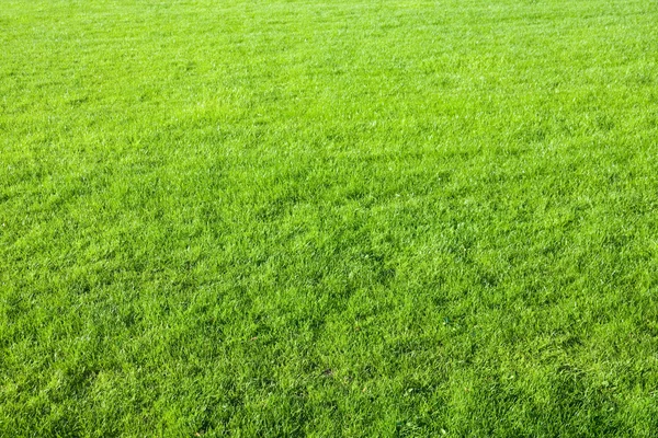 Grönt gräs fält bakgrund — Stockfoto