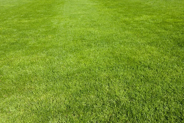 Зелена трава на фоні поля — стокове фото