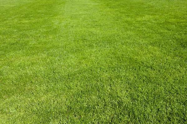 Hierba verde sobre el fondo del campo —  Fotos de Stock