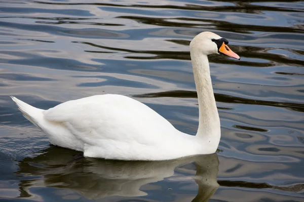 stock image Swan swimming on lake