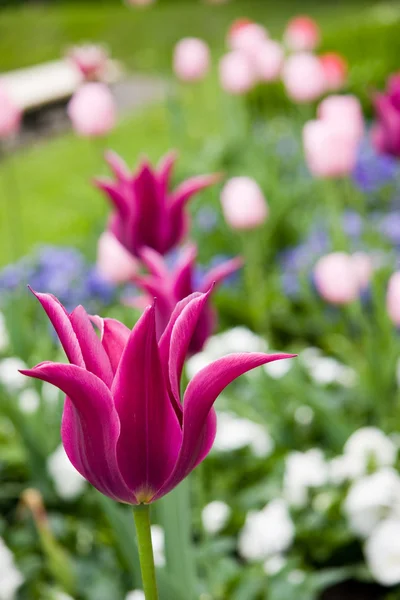 Pink tulipan i parken - Stock-foto