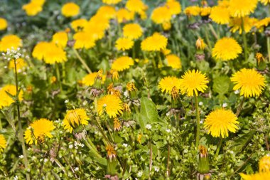 Sarı dandelions bir sürü