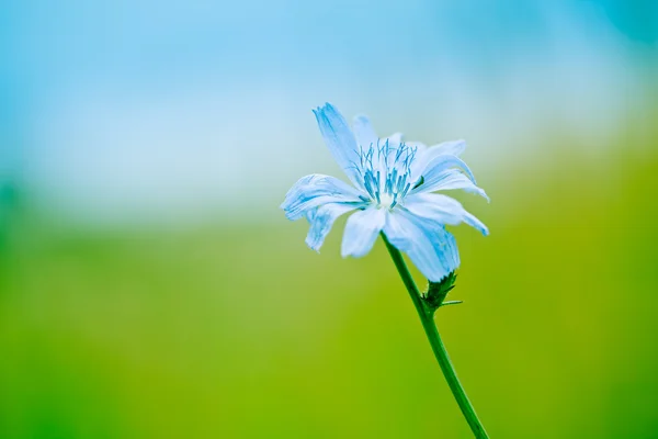 Einzelne blaue Wildblume auf einer grünen Wiese mit Bokeh — Stockfoto