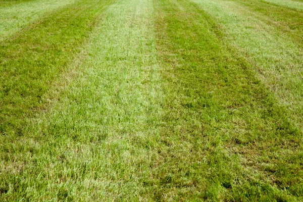 Обрезанное травяное поле — стоковое фото
