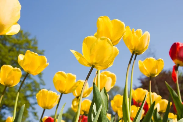 봄 날에 노란색과 빨간색 튤립 꽃 — 스톡 사진