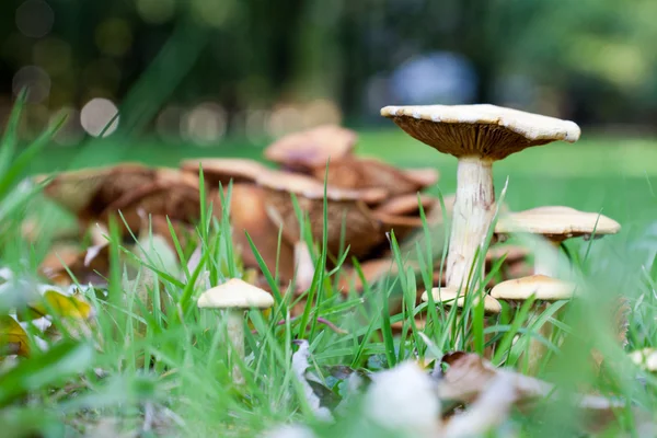 Grupo de cogumelos venenosos — Fotografia de Stock