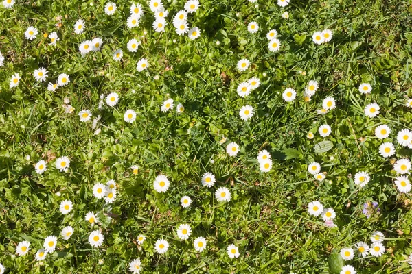 Top view of daisy flowers in a field — Stock Photo, Image