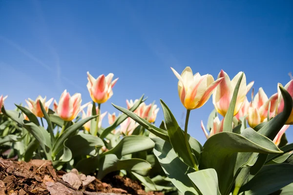 カラフルなチューリップの花 — ストック写真