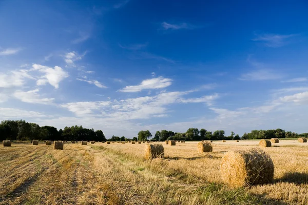 Золотые тюки сена на поле в солнечный день — стоковое фото