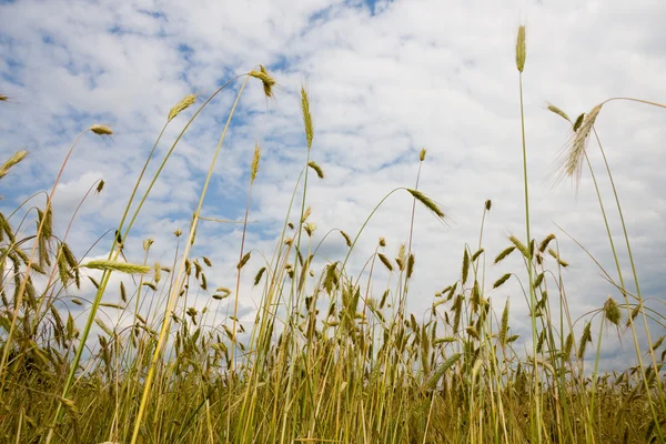 小麦尖峰对戏剧性的天空 — 图库照片