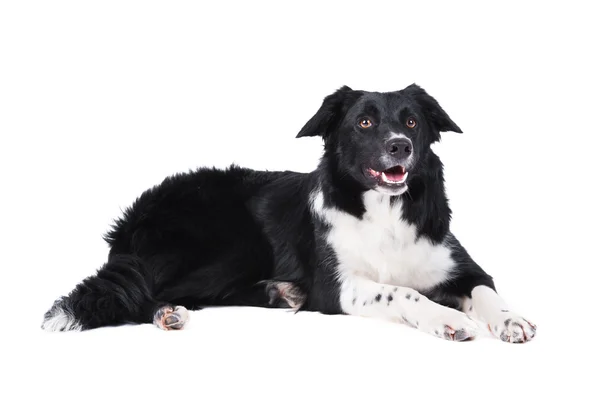 Border kolie pes izolovaných na bílém pozadí — Stock fotografie