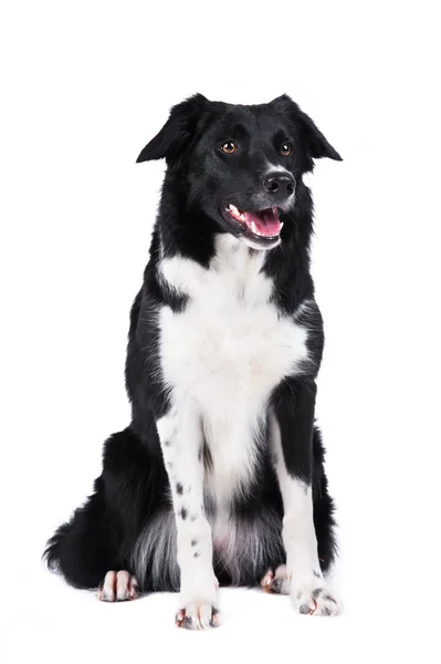 Black and white dog border collie isolated on white — Stock Photo, Image
