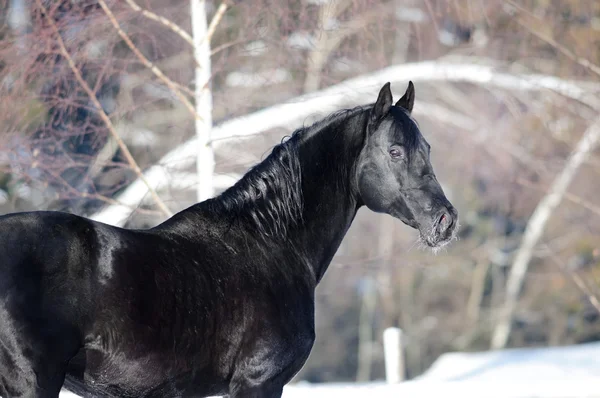 Retrato de cavalo preto no tempo de inverno — Fotografia de Stock