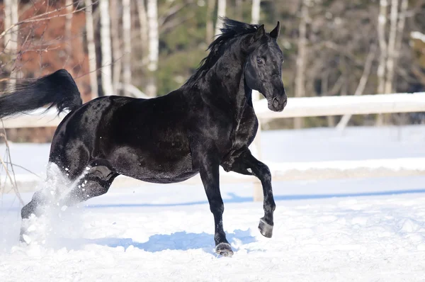 Portrét černý kůň v pohybu na sněhu — Stock fotografie
