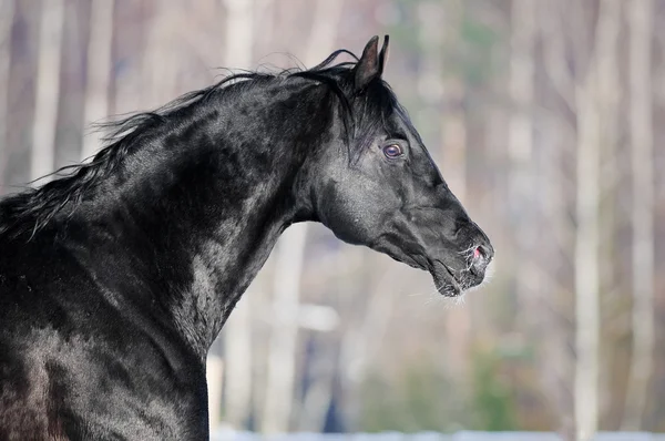 Black horse portrait in winter — Stock Photo, Image