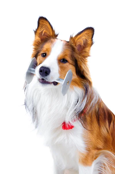 Dressierter Hund isoliert auf weißem Border Collie — Stockfoto