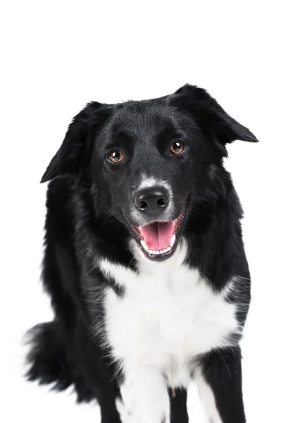 Black and white border collie isolated on white — Stock Photo, Image