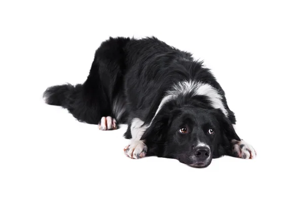 Gränsen collie hund liggande, isolerat på den vita bakgrunden Royaltyfria Stockfoton
