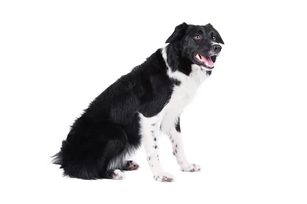 Border ποιμενικού σκύλου πορτρέτο, απομονωμένη στο λευκό Εικόνα Αρχείου