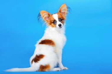 Papillon köpek mavi arka plan üzerinde 5 aylık