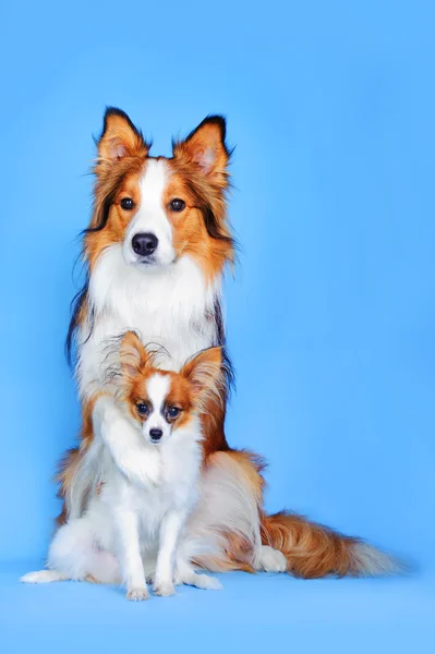 Border collie en papillon honden op de blauwe achtergrond — Stockfoto