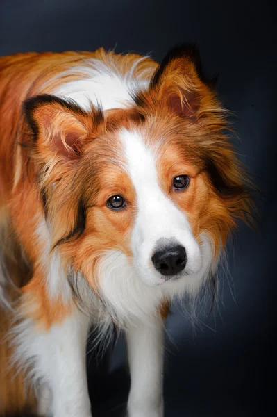 Border collie looking at you, portrait on the dark grey backgrou — Stock Photo, Image