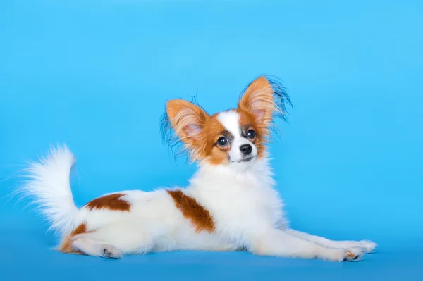 Papillon puppy 5 months old lying on the blue background — Stock Photo, Image