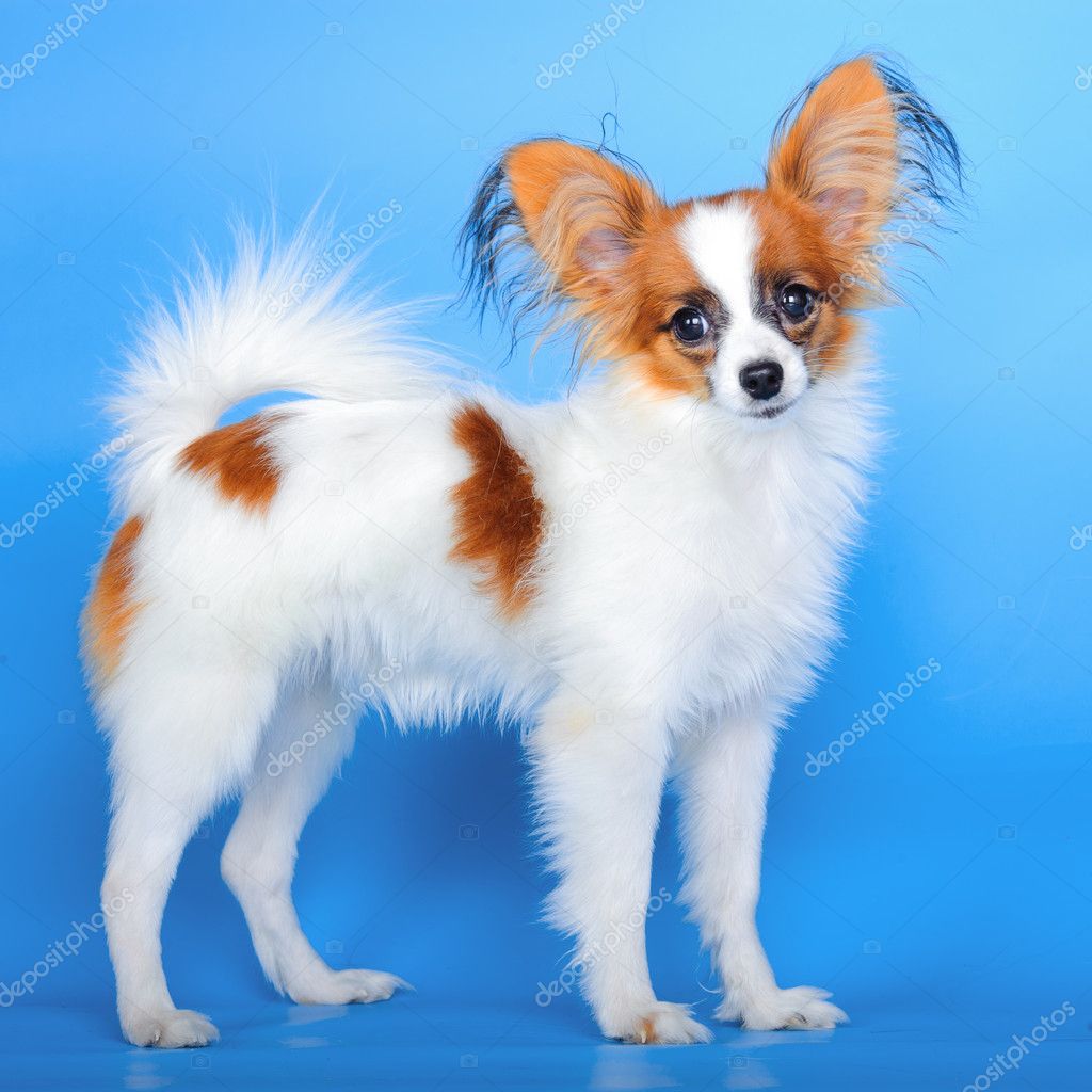 Papillon puppy 5 months old stands on the blue background — Stock Photo ...