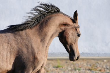 Young Arabian horse runs gallop, close up portrait clipart