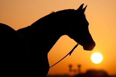 Arap atı ve gündoğumu silüeti