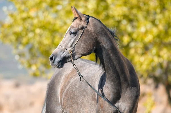 Arabian grey horse portrait in summer — Stock Photo, Image