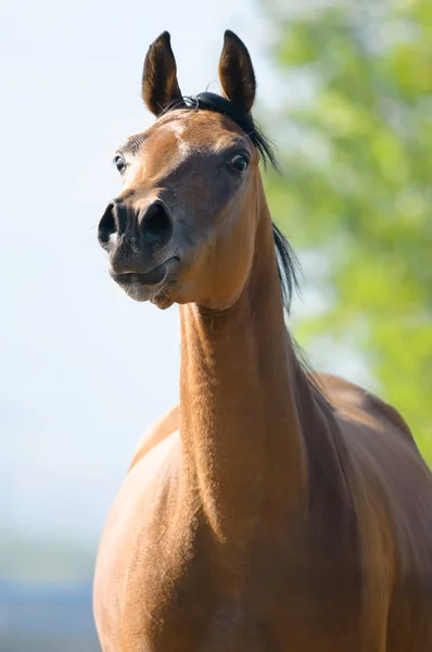 Bay horse runs front in summer, close seup portrait — Photo