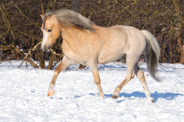 Palomino Waliser Pony läuft im Trab durch den Schnee — Stockfoto