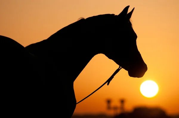 Σιλουέτα του Αραβικού αλόγου και την Ανατολή του ηλίου — Φωτογραφία Αρχείου