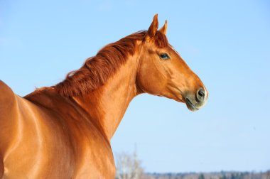 Altın kırmızı trakehner at portresi