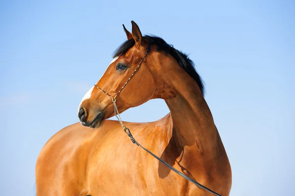 Baai paard portret op de hemelachtergrond — Stockfoto