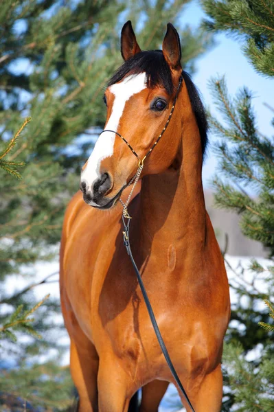 Bay horse portrait on the background of pines — Stock Photo, Image