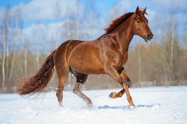 Каштановый конь скачет галопом зимой — стоковое фото