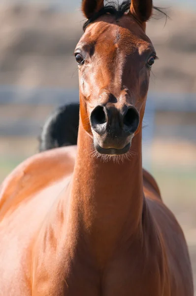 Bay arabian cal rulează în față — Fotografie, imagine de stoc