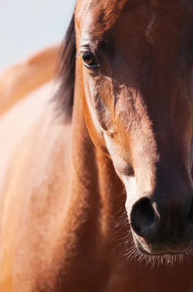 Braunes arabisches Pferdeporträt im Fokus — Stockfoto